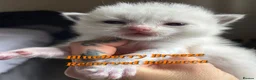 Ragdoll cats for sale: Beautiful TICA Ragdoll Kittens  - Advert 9
