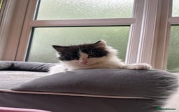 Mixed Breed cats for sale: Mum & F kitten to go together  - Image 6
