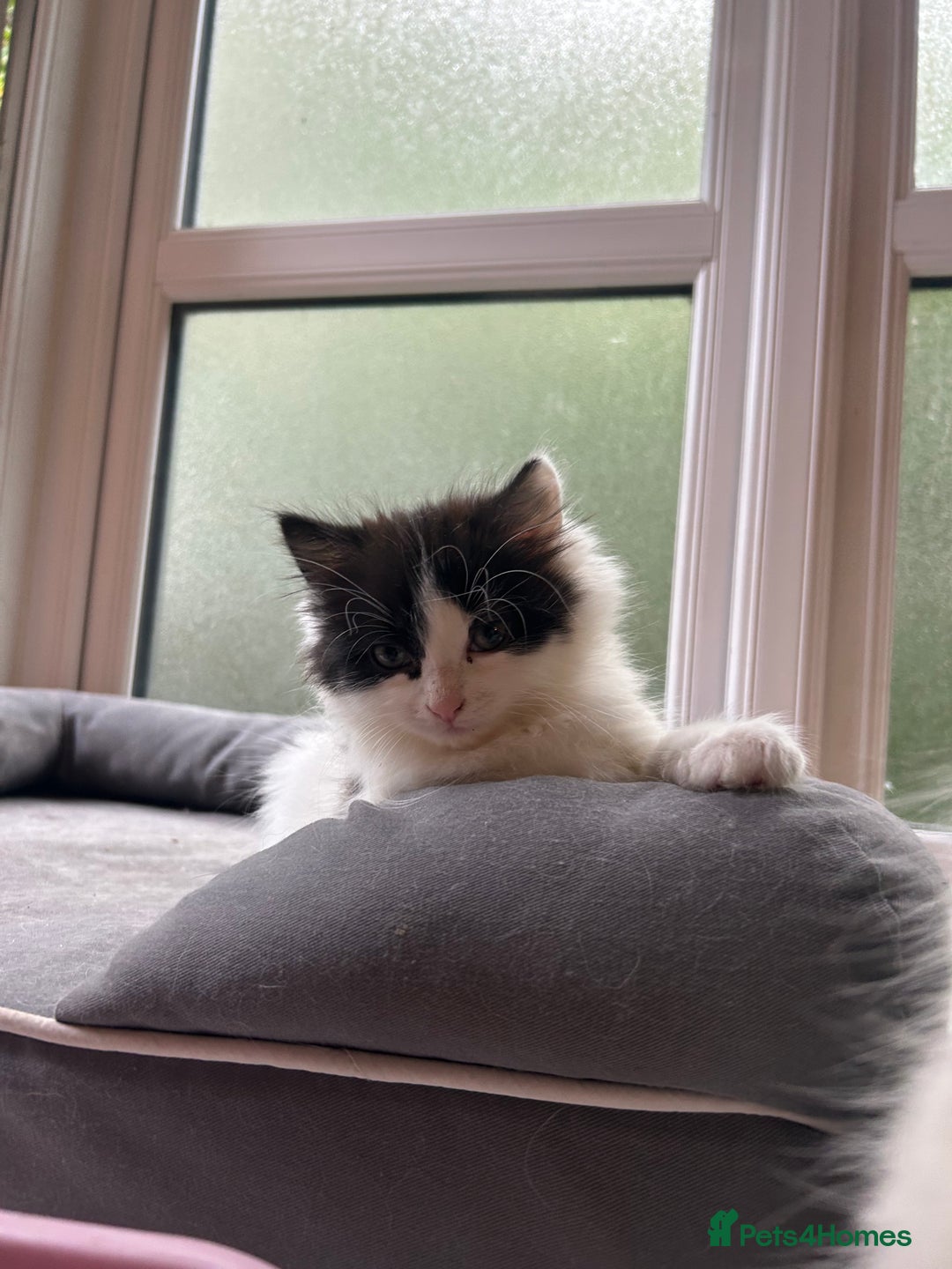 Mixed Breed cats for sale: Mum & F kitten to go together  - Image 6