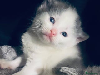 Mixed Breed cats Beautiful fluffy kittens - Advert 6