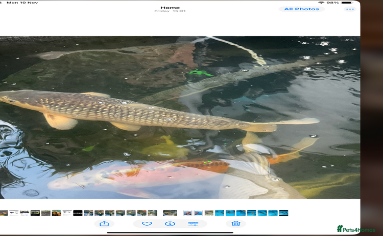 Koi Carp fish - Advert 2