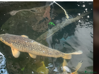 Koi Carp fish for sale - Advert 1