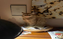 Munchkin cats for sale: Adorable Apricot-Marmalade Tabby Munchkin Male Kit - Image 21