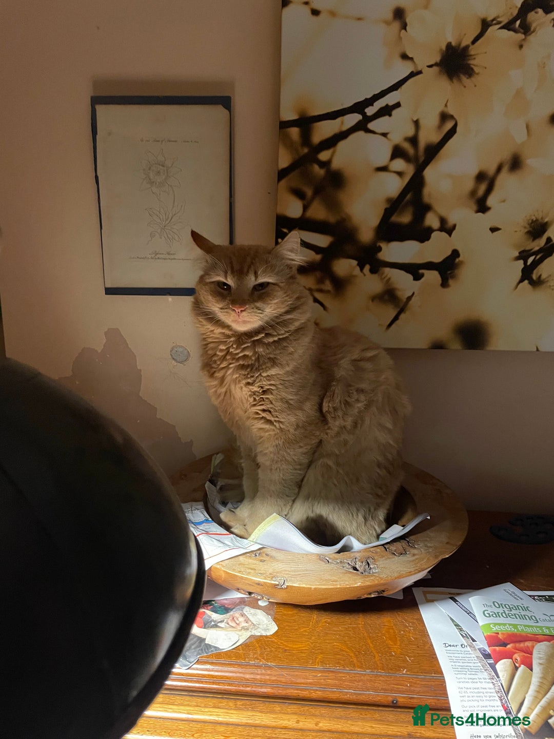 Munchkin cats for sale: Adorable Apricot-Marmalade Tabby Munchkin Male Kit - Image 21