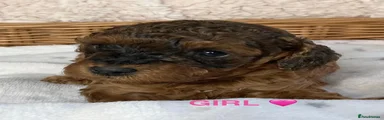 Cockapoo 4