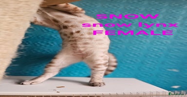 Bengal cats - Advert 3