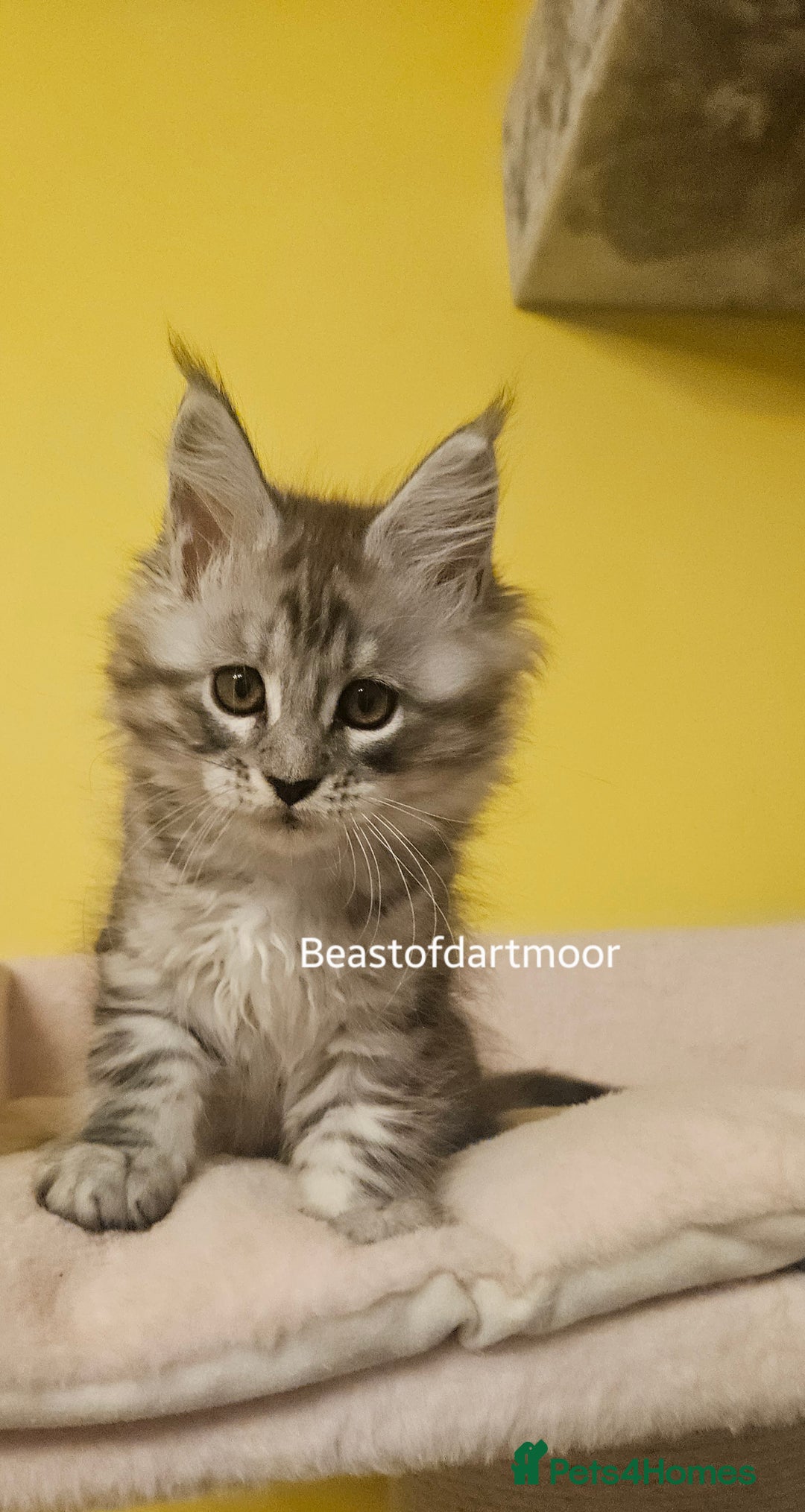 Maine Coon cats for sale: TICA Registered Maine Coon Kittens  - Advert 6