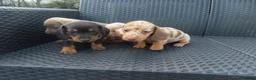 Miniature Dachshund dogs for sale: 4 boy’s beautiful miniature dachshund puppies  - Advert 7