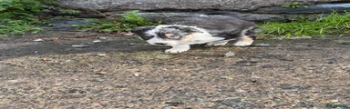 Border Collie 2