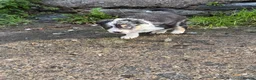Border Collie dogs for sale: Border collie pups for sale - Advert 17