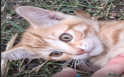 Mixed Breed cats for sale: Domestic Shorthair Kittens - Image 5
