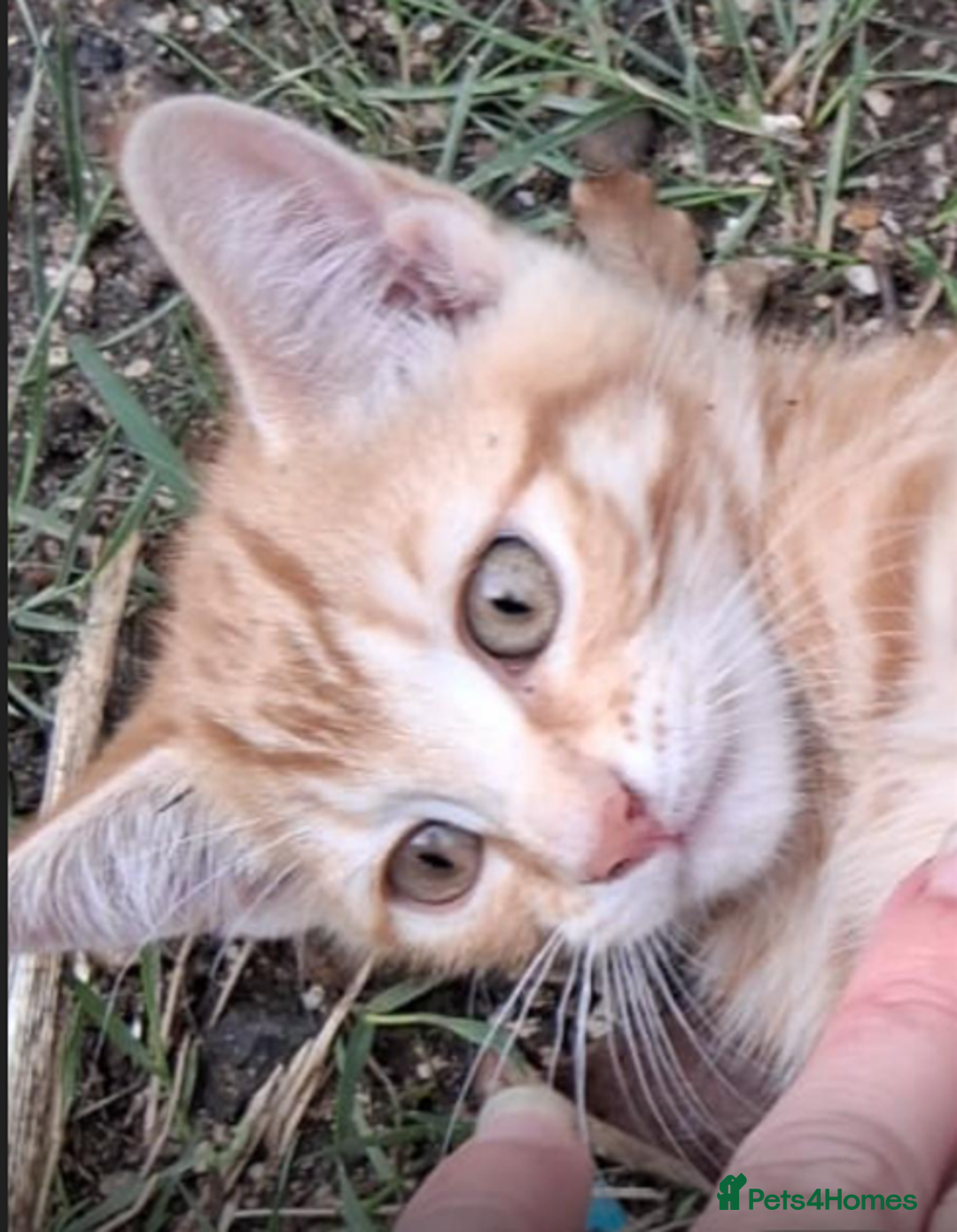 Mixed Breed cats for sale: Domestic Shorthair Kittens - Image 5