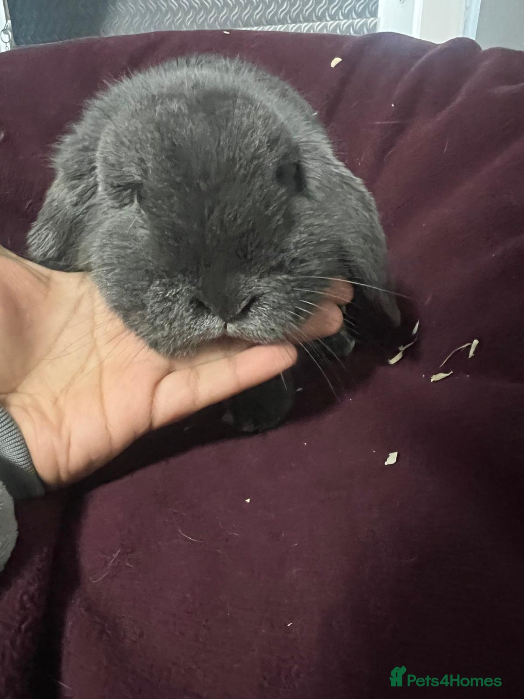 Mini Lion Lop rabbits for sale: Mini lop - Advert 6