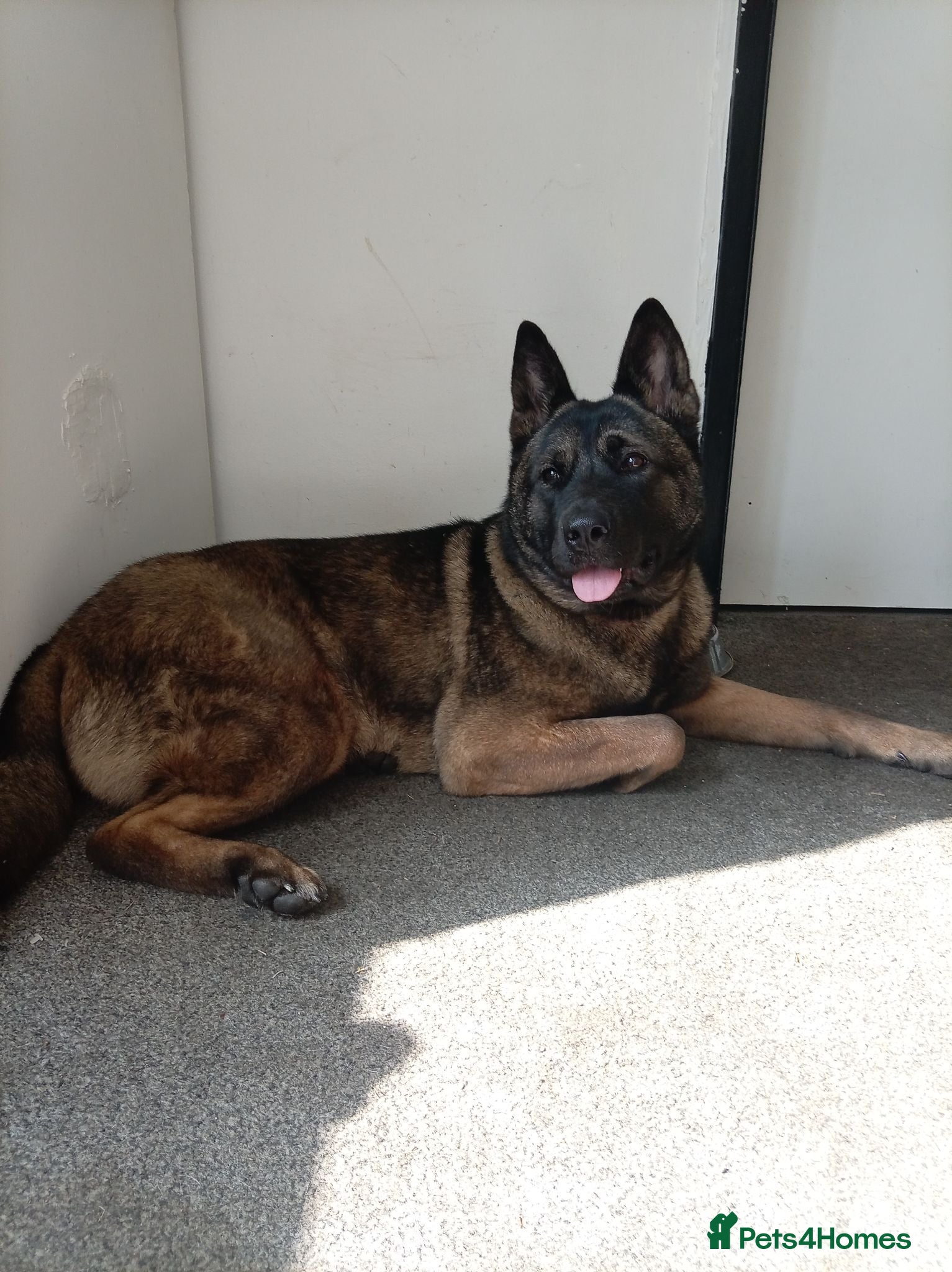 Mixed Breed dogs 1 year old Belgian Malinois x Akita  - Advert 1