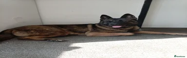 Belgian Malinois x Akita mix 