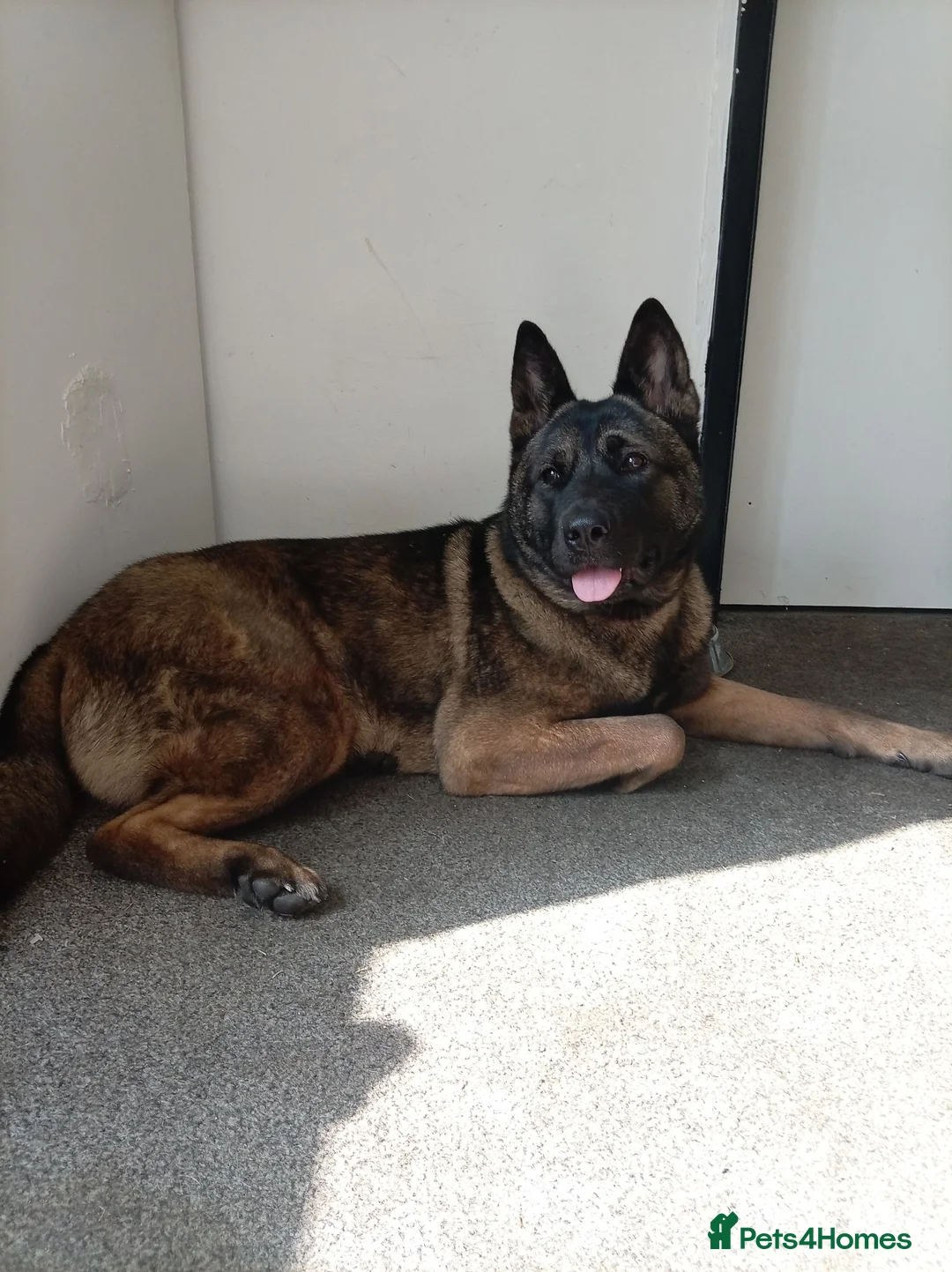 Mixed Breed dogs for sale: 1 year old Belgian Malinois x Akita  in Oldham - Advert 1