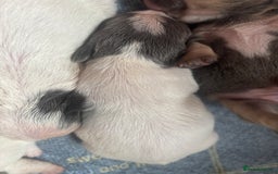 French Bulldog dogs for sale: Chunky French bulldog pups 4 girls  - Image 8