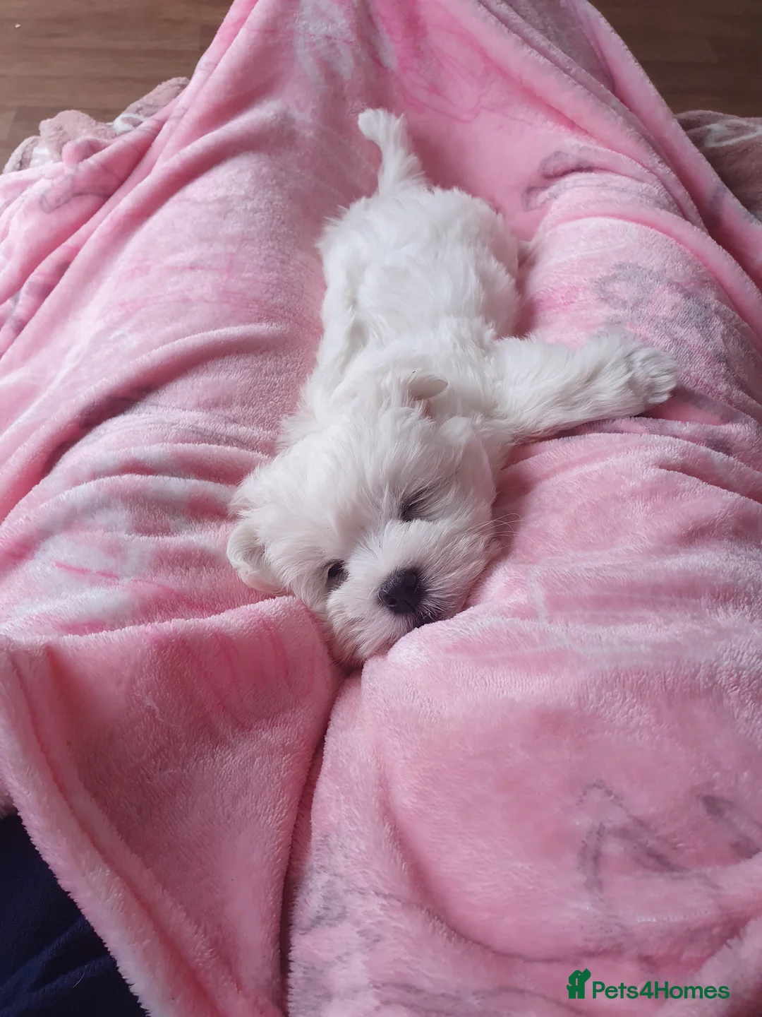 Maltese dogs for stud: Maltese in Ingatestone - Advert 13