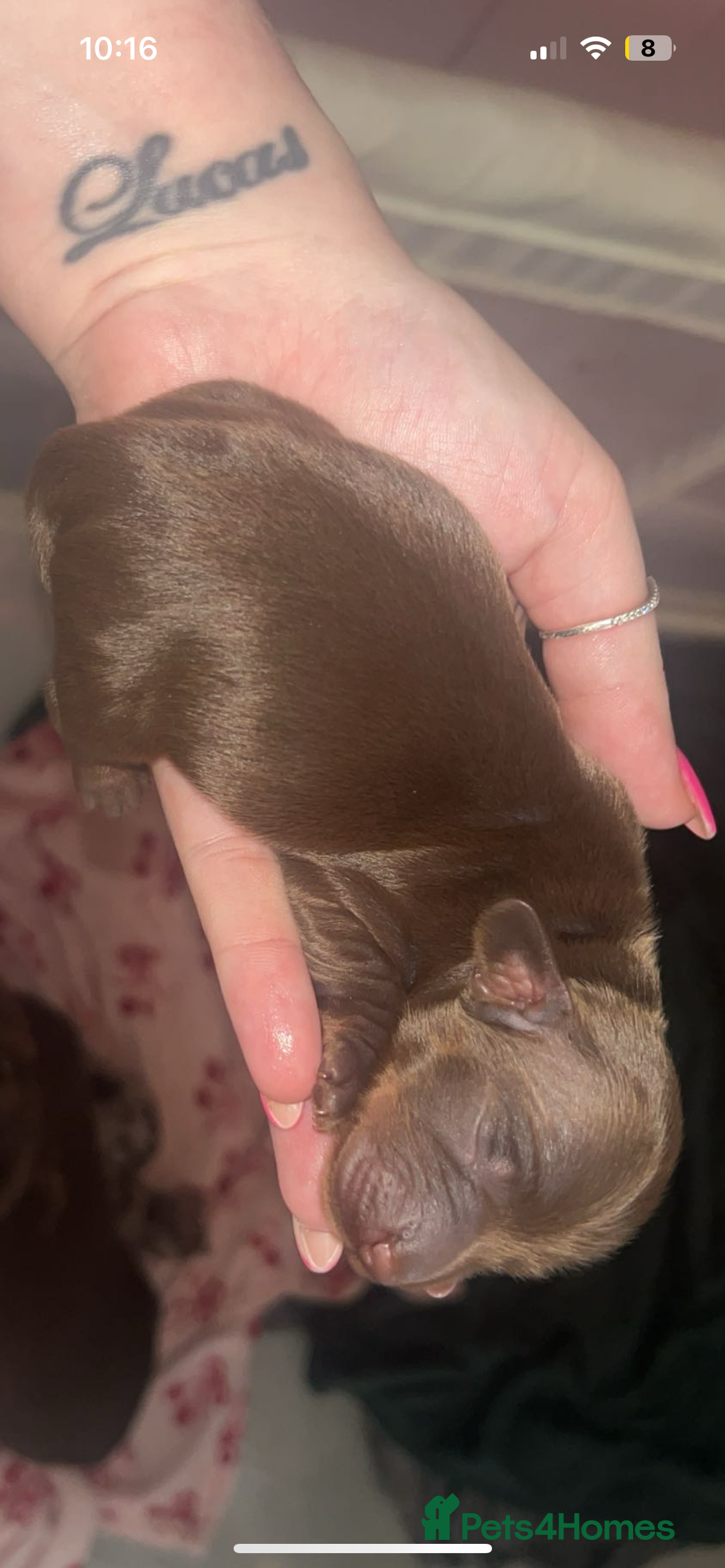 Miniature Dachshund dogs for sale: Miniature dachshund  - Image 2