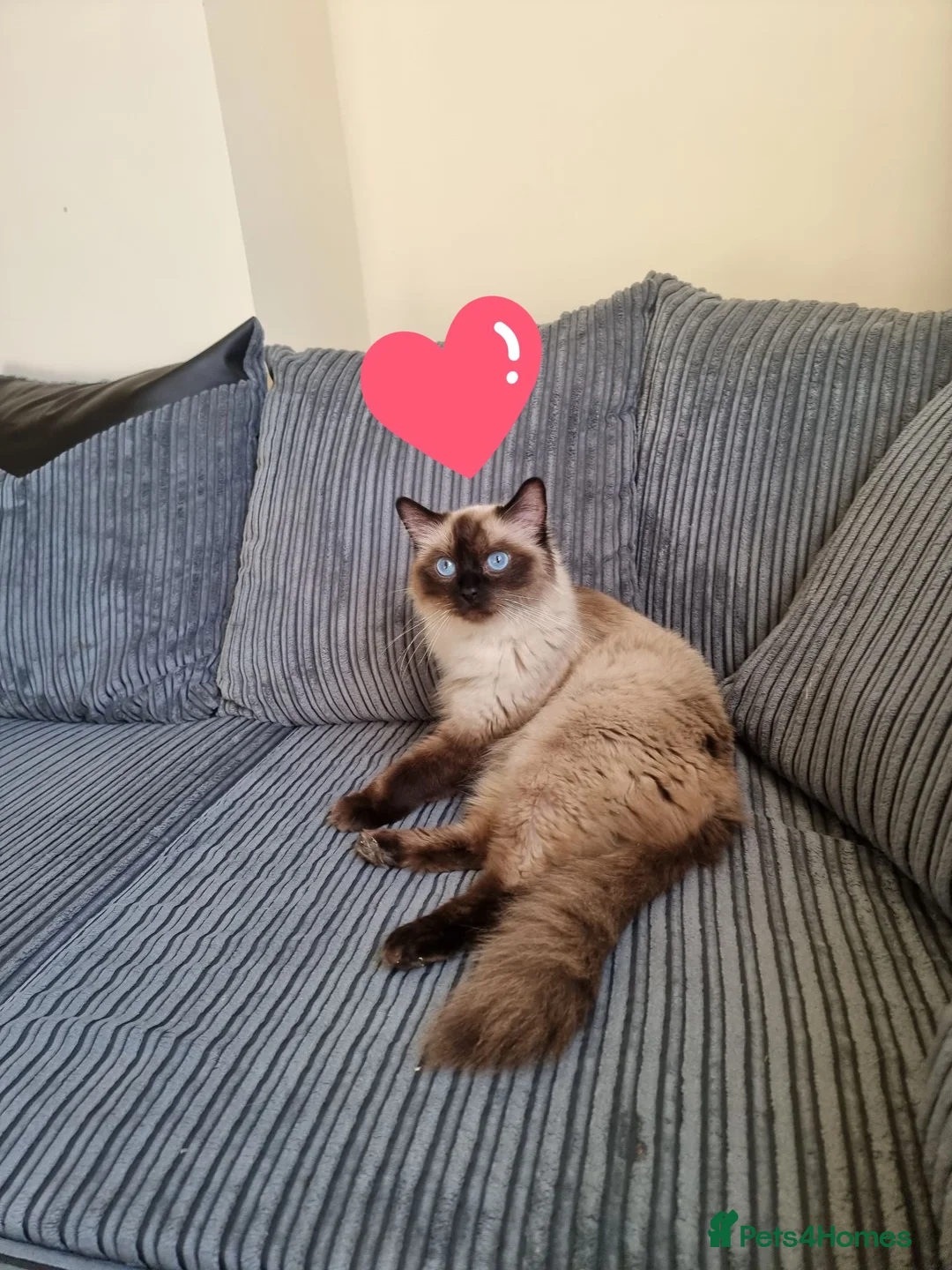 Ragdoll cats for sale: Ragdoll - Advert 2