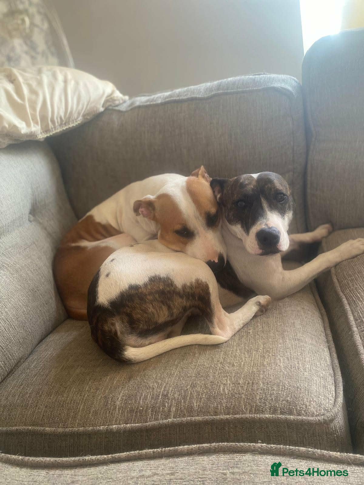 Staffordshire Bull Terrier dogs Staffy puppies - Advert 13