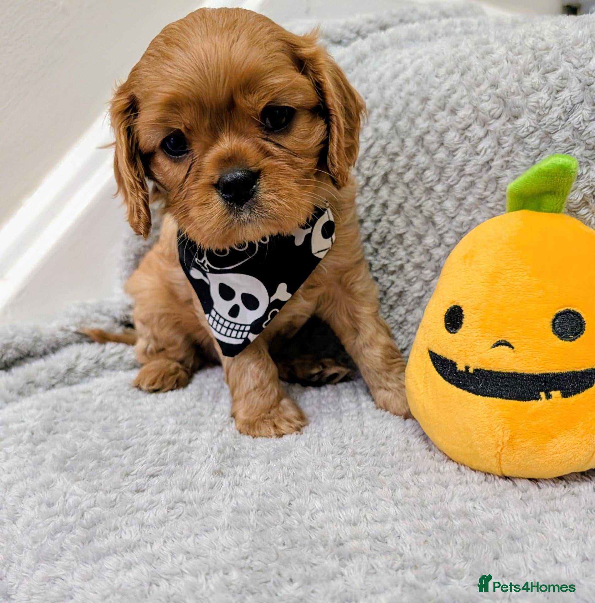 Cavalier King Charles Spaniel dogs for sale: 🌟READY NOW🌟KC DNA Health tested Cav Pups💙 - Advert 20
