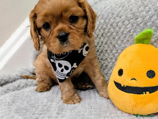 Cavalier King Charles Spaniel dogs for sale: 🌟READY NOW🌟KC DNA Health tested Cav Pups💙 - Advert 20