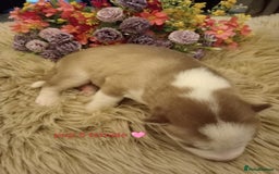 Siberian Husky dogs for sale: Siberian Husky puppies - Advert 4