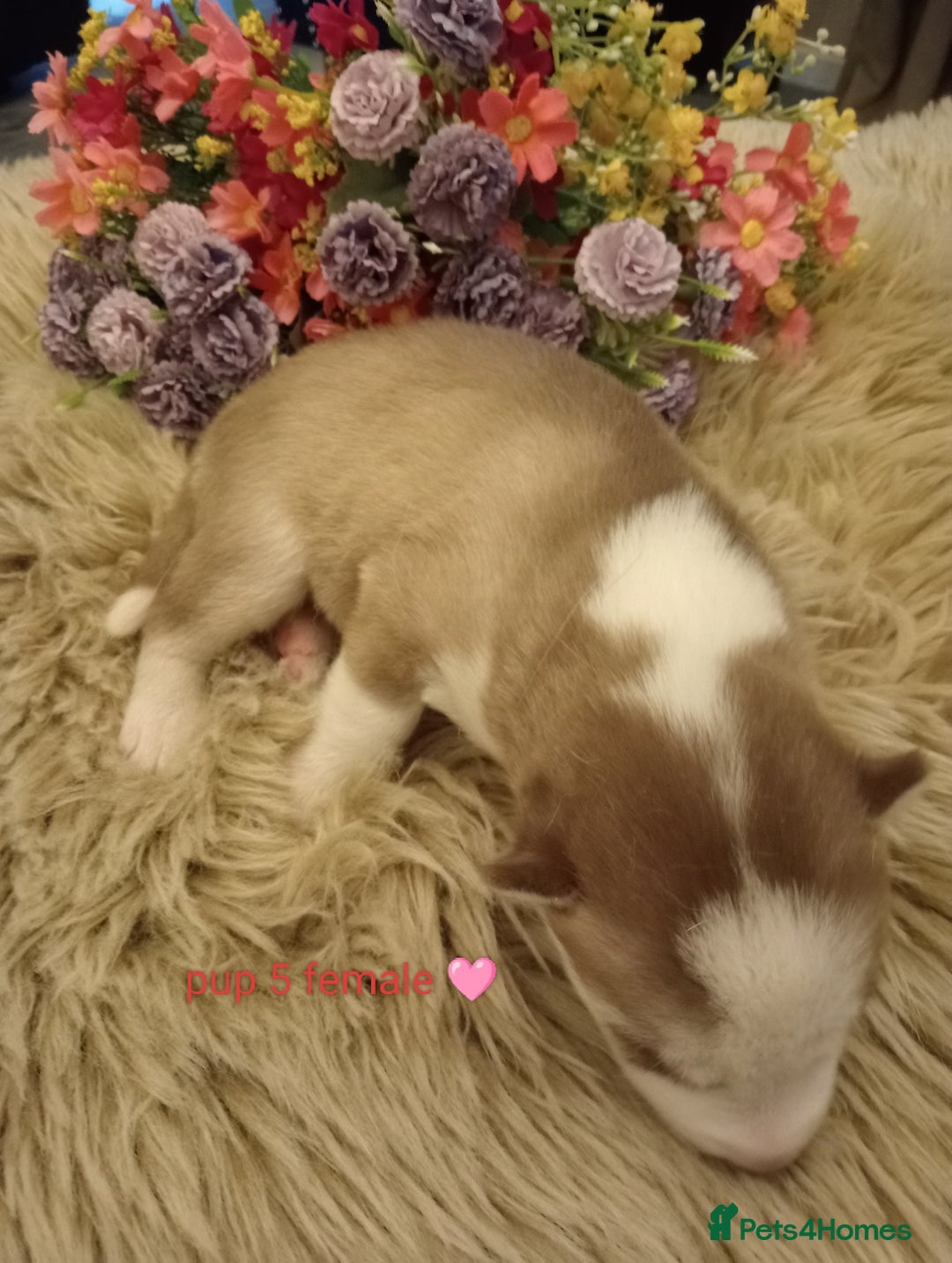 Siberian Husky dogs for sale: Siberian Husky puppies - Advert 4