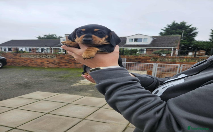 Miniature Dachshund dogs - Advert 2