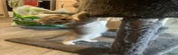 Scottish Fold cats for sale: Scottish fold and straight kittens - Advert 26