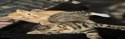 Mixed Breed cats for sale: 3 beautiful little kittens - Advert 9