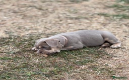 Mixed Breed dogs for sale: Bulldog x staff puppies  - Image 5