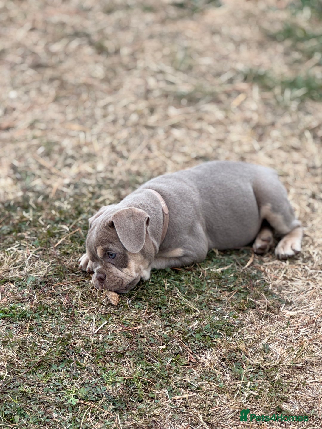 Mixed Breed dogs for sale: Bulldog x staff puppies  - Image 5