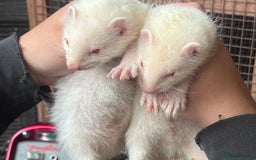 Ferret rodents for sale: Male ferrets born may 25 - Image 17