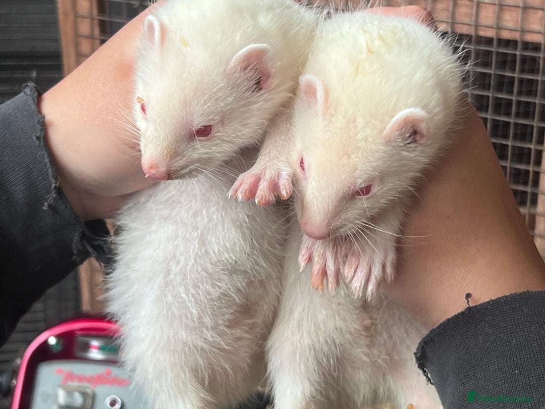 Ferret rodents for sale: Male ferrets born may 25 - Image 17