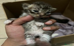 Domestic Shorthair cats for sale: cat and kittens for rehoming - Image 11