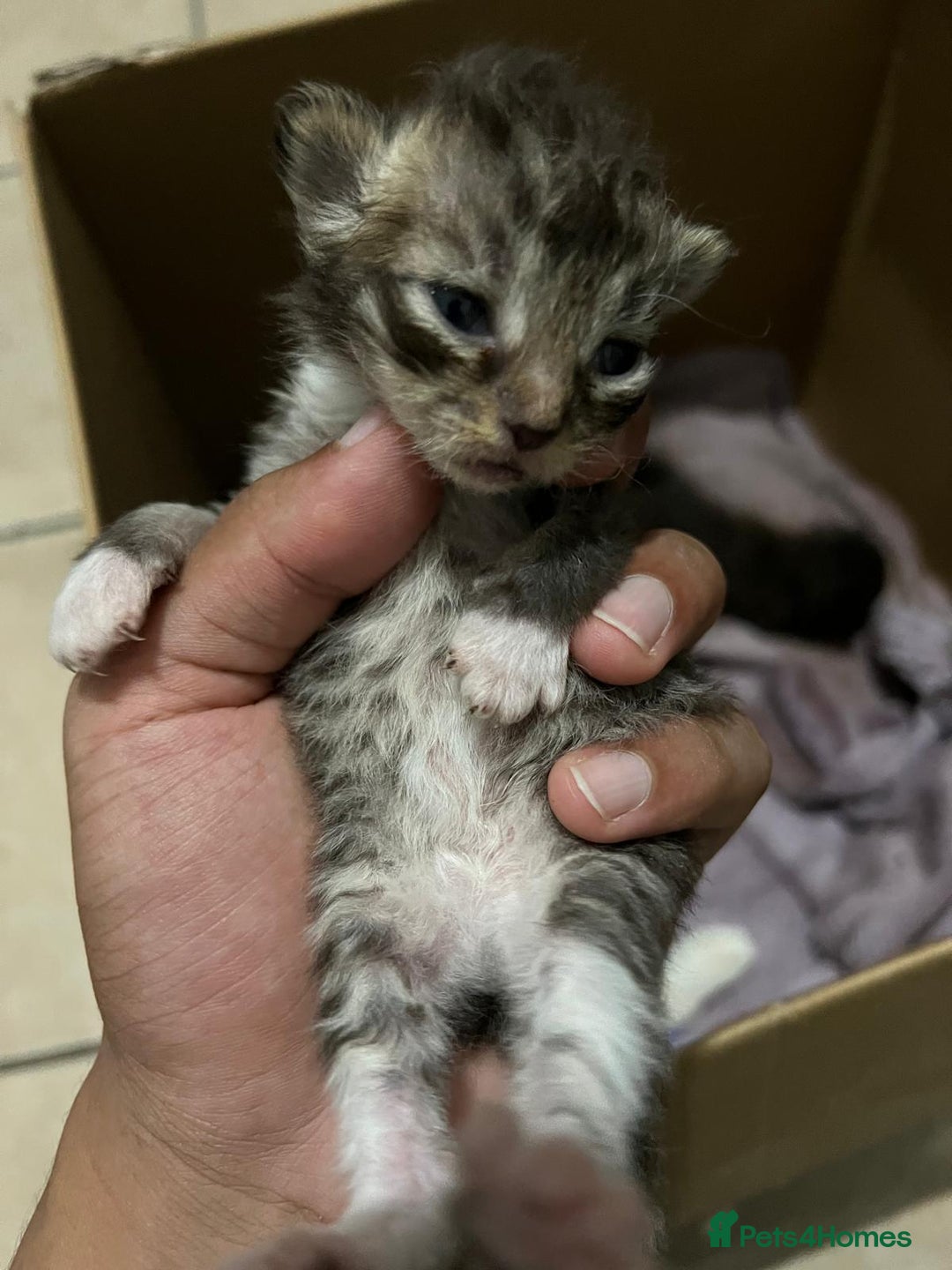 Domestic Shorthair cats for sale: cat and kittens for rehoming - Image 11