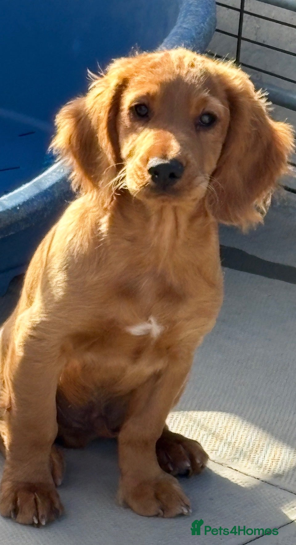 Cocker Spaniel dogs Fully inoculated working cocker spaniel pup  - Advert 18