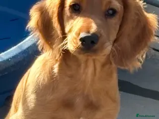 Cocker Spaniel dogs Fully inoculated working cocker spaniel pup - Advert 3