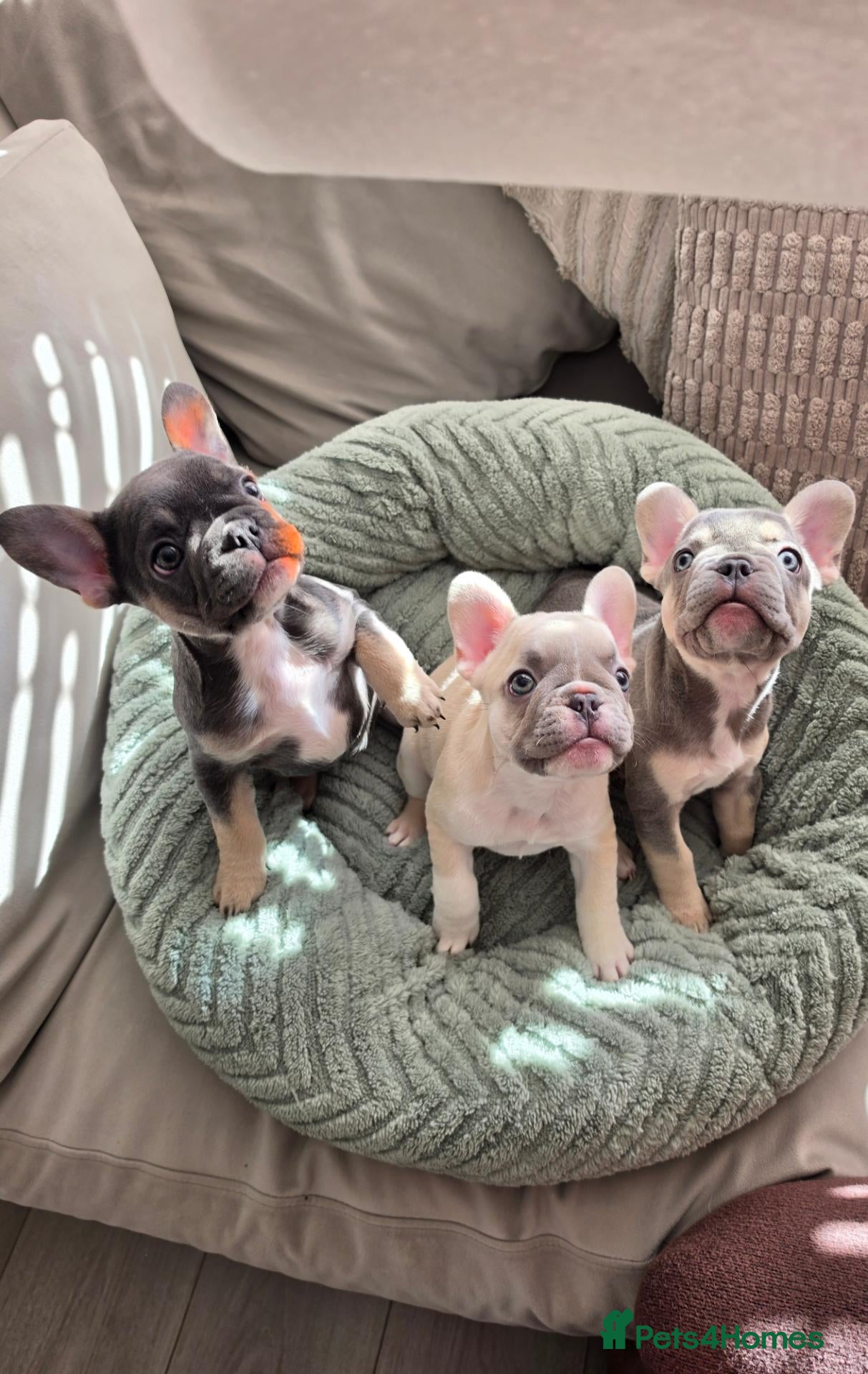French Bulldog dogs Stunning KC Registered French Bulldog Puppies! - Advert 1