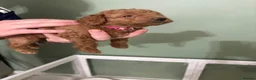 Toy Poodle dogs for sale: Toy poodle puppies 🐩 Ready to leave next week 🐩 - Advert 12
