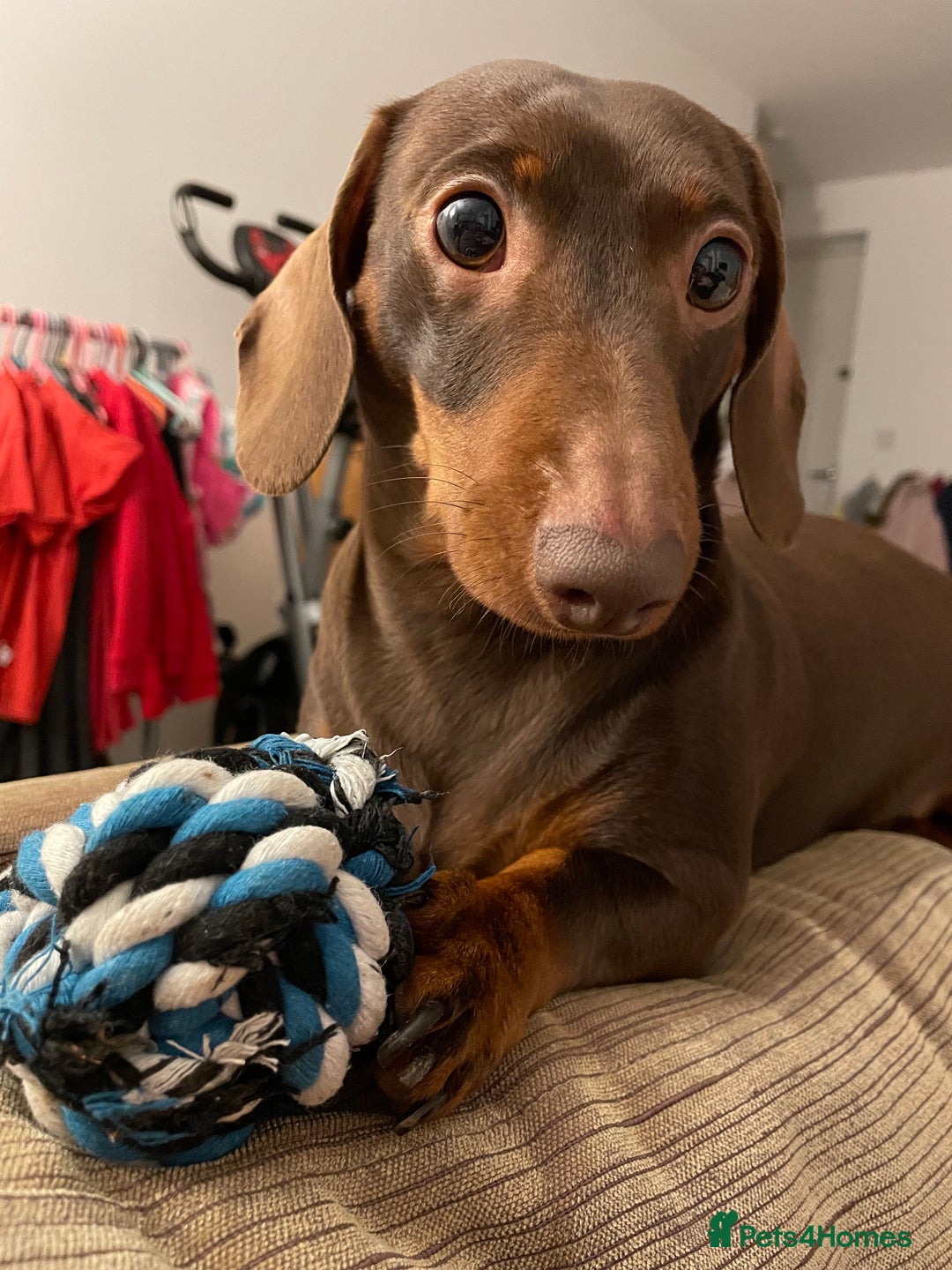 Miniature Dachshund dogs for sale: Blue needs new home  - Image 12