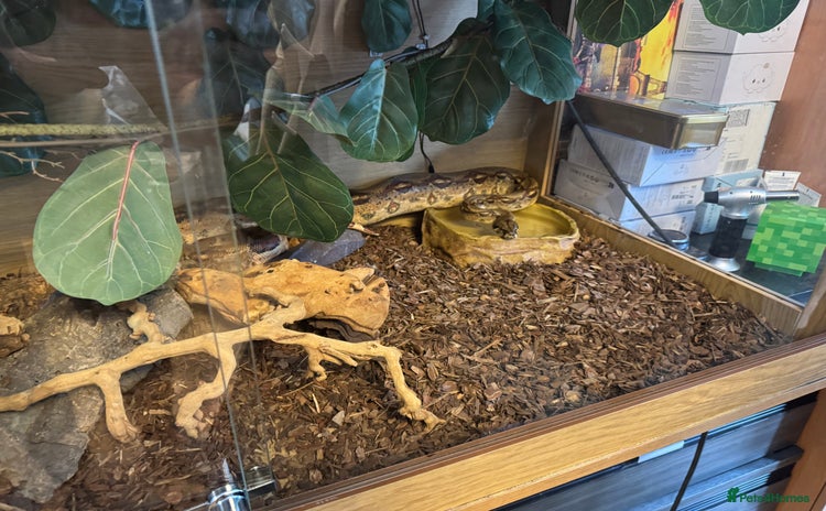 Boa Snake reptiles - Advert 1