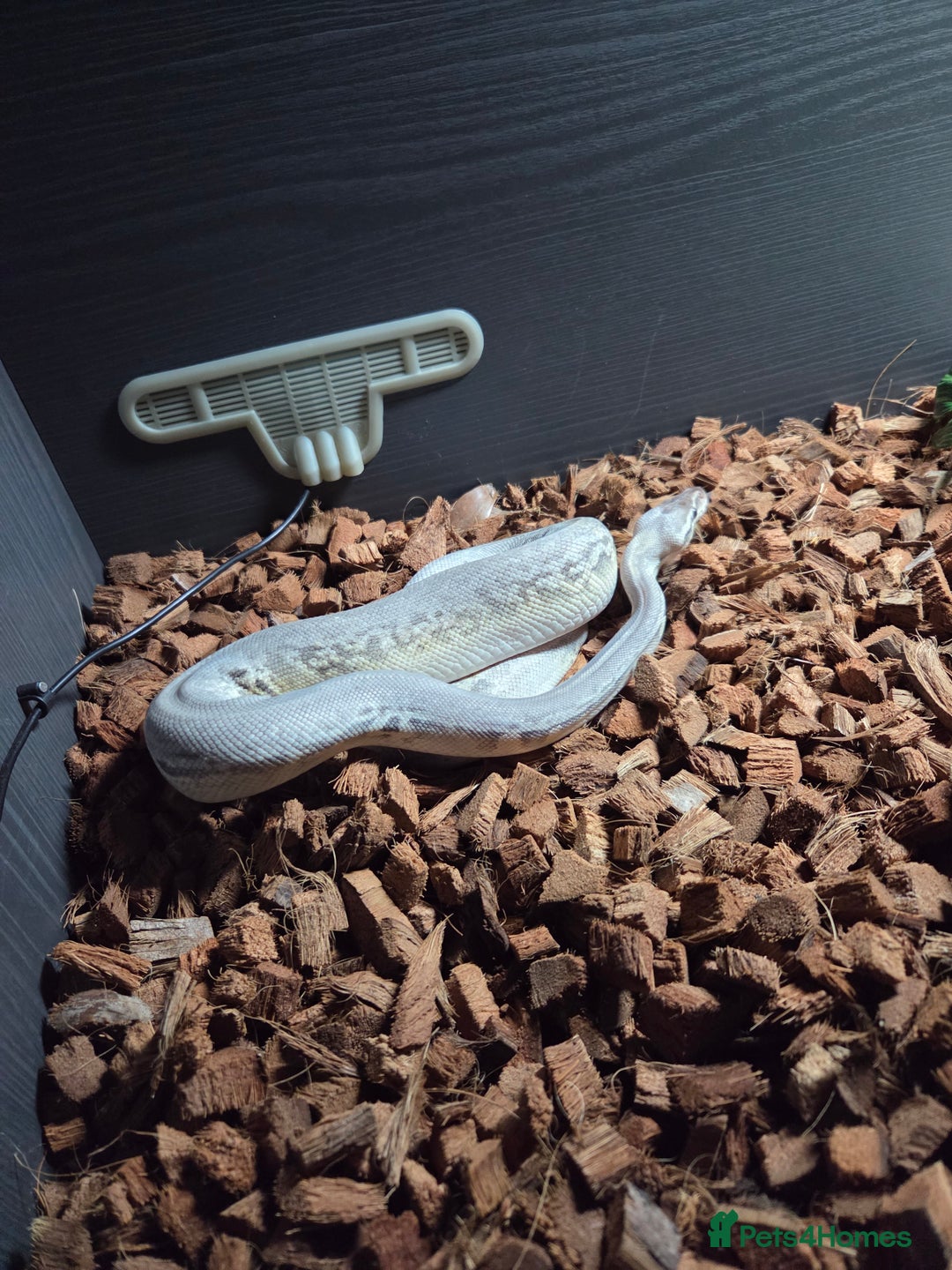 Python Snake reptiles for sale: Sterling leopard CB24 - Advert 2