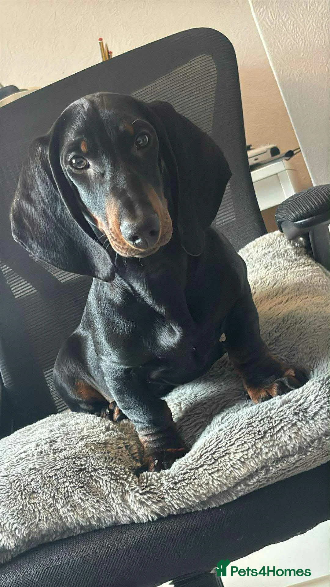 Dachshund dogs for sale: Nico for sale in Welshpool - Advert 1