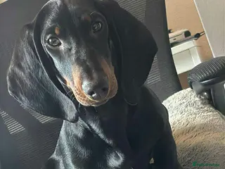 Dachshund dogs Nico for sale - Advert 2