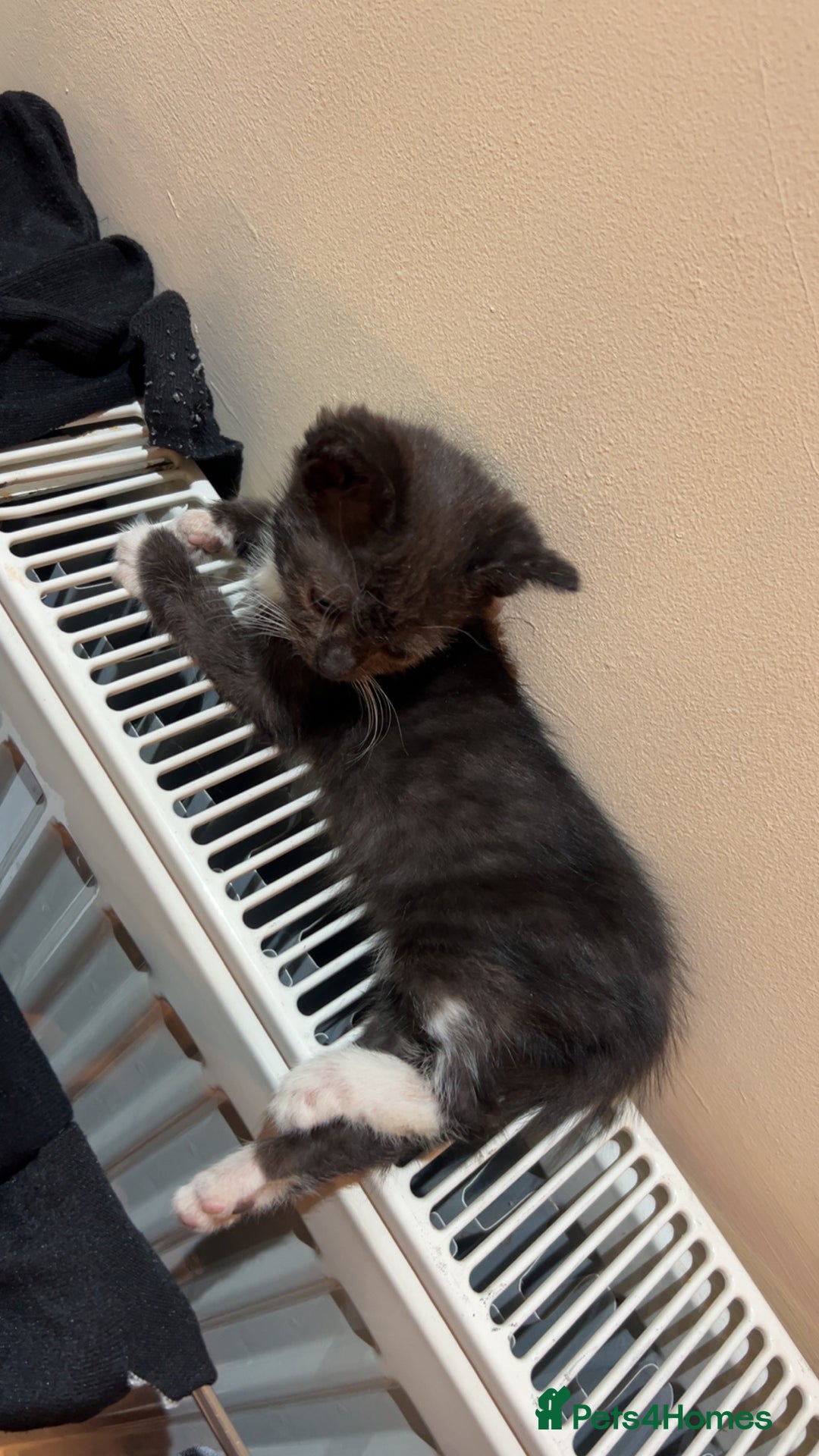 Domestic Shorthair cats for sale: Black male kitten - Image 3