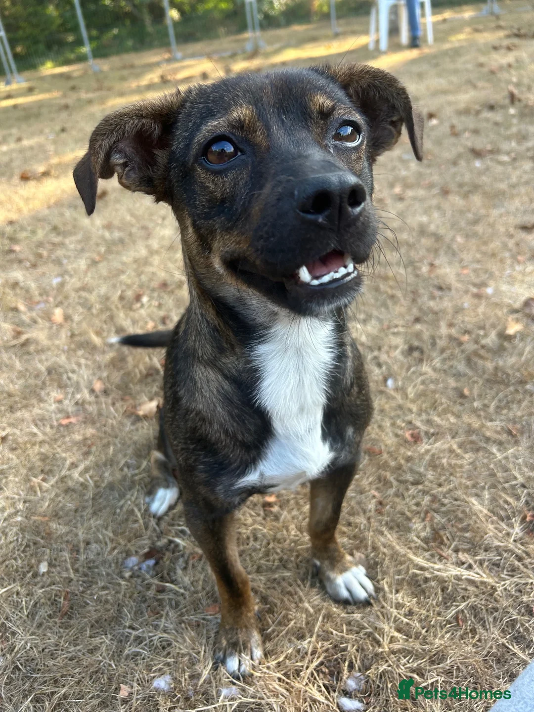 Mixed Breed dogs for adoption: Star 18mths for adoption in Fareham - Advert 9