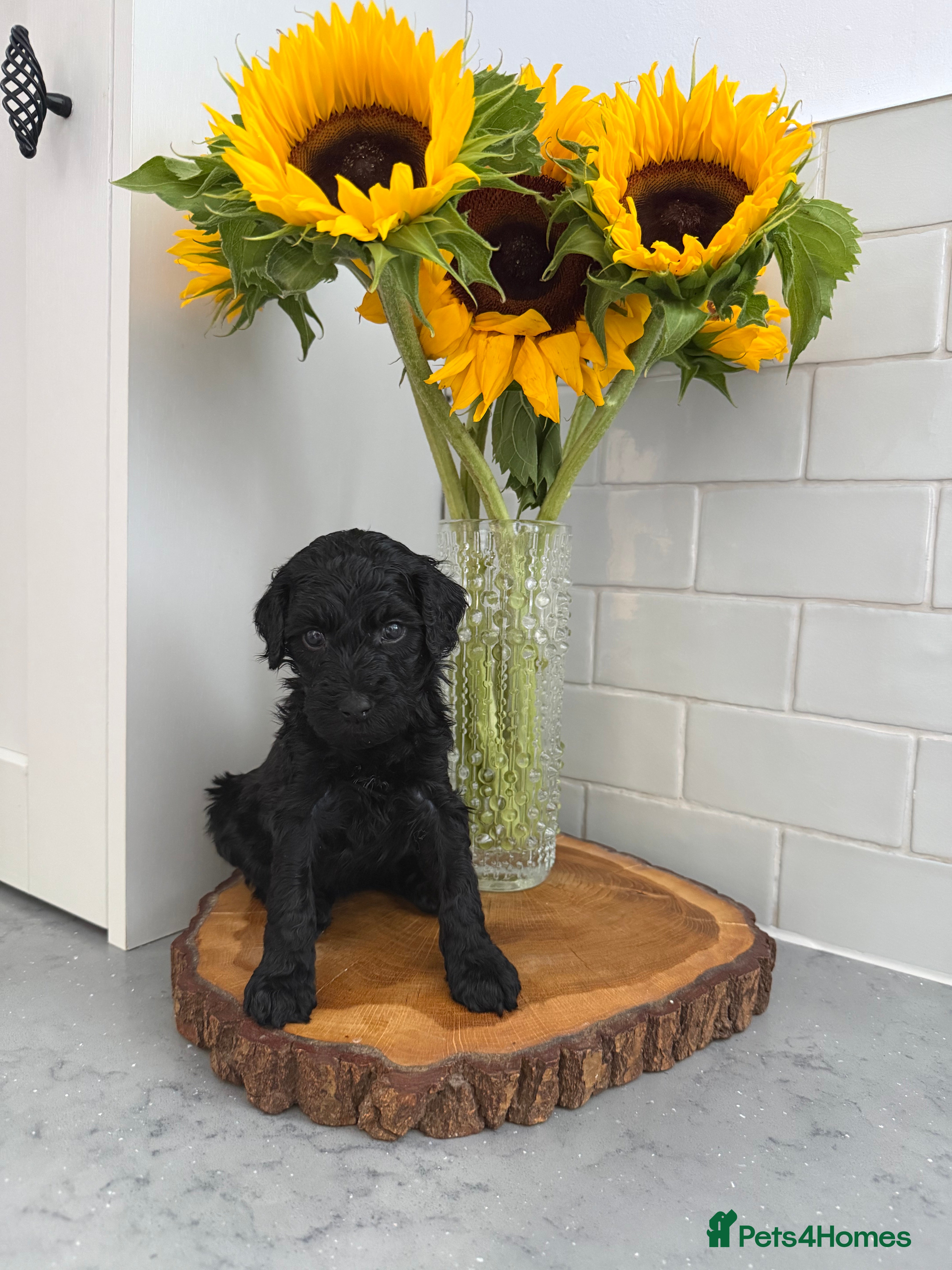 Labradoodle dogs 🌈 THERAPY/ASSISTANCE PUPS🌈PROVEN🌈 - Advert 2